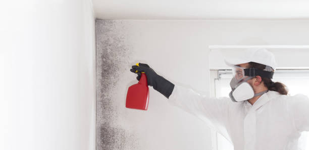 Best Mold Remediation for Specific Building Types in Eureka, CA